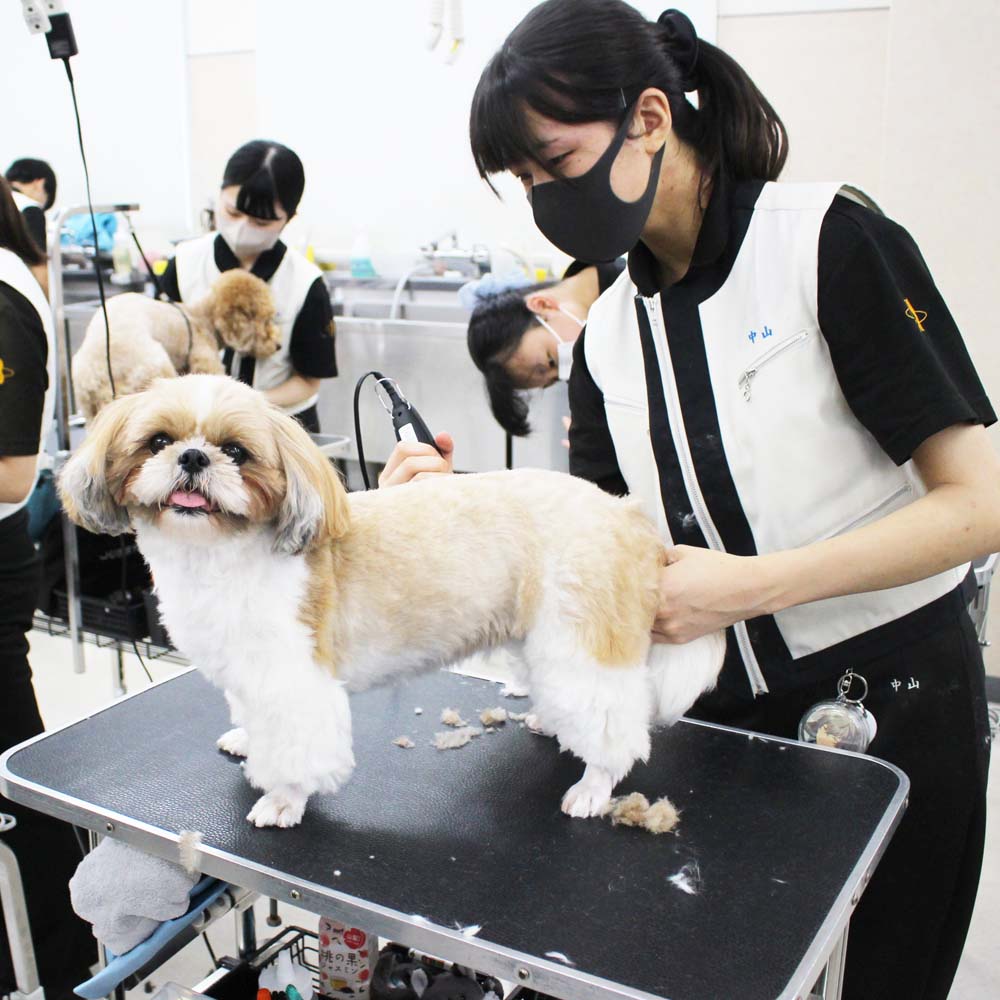 ２年生、お客様犬のトリミング☆